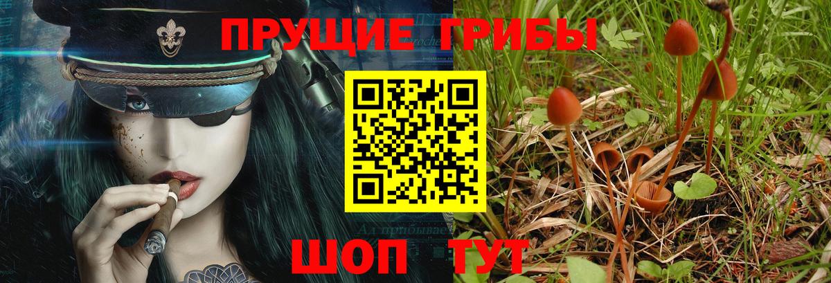 Благодарный  Псилоцибиновые грибы Psilocybe  Псилоцибиновые грибы GOLDEN TEACHER  Вход с VPN 